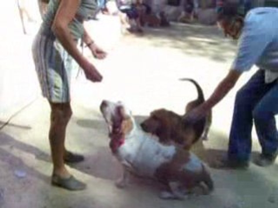 Obé rythmée Vesta Bras 2008