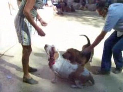 Obé rythmée Vesta Bras 2008