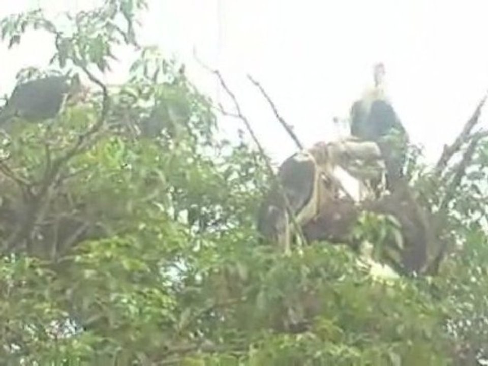 Kampala storks 12.16.08