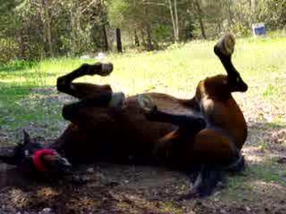 Mon Loulou qui se roule