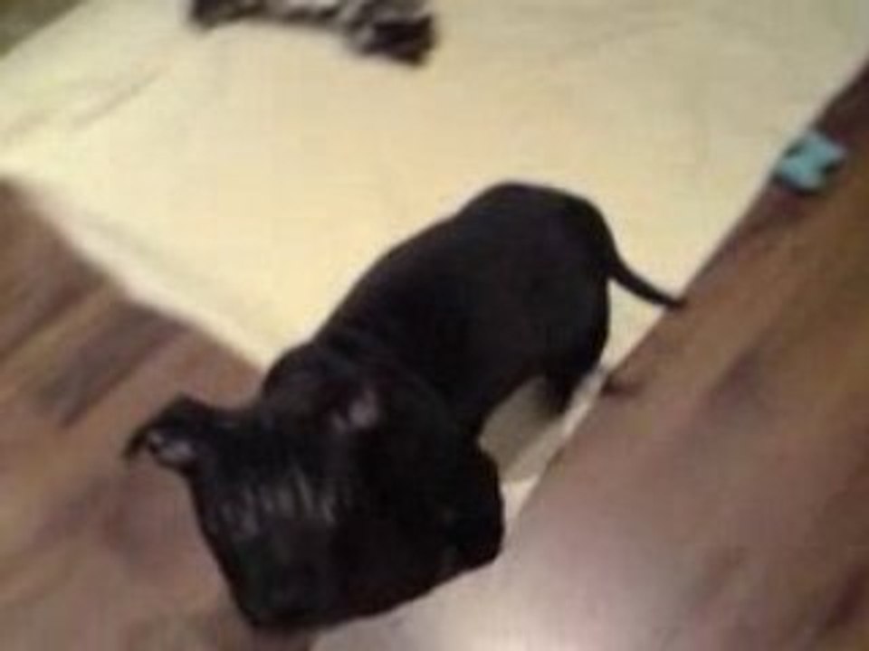 An'tai video2