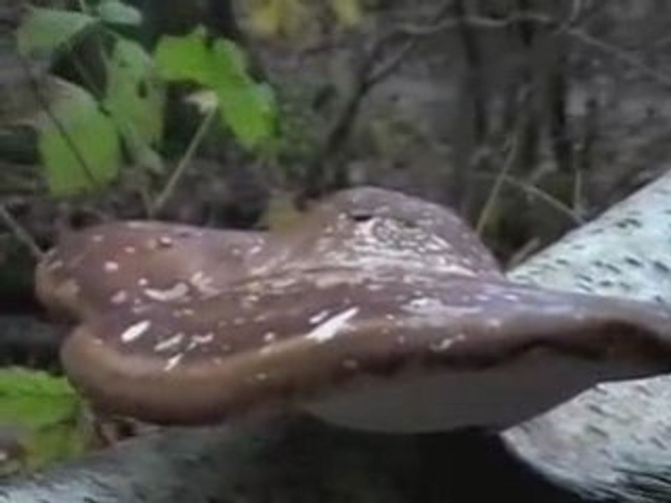 remi en de paddestoelen