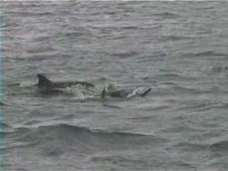 Les dauphins de la baie des Tamarins