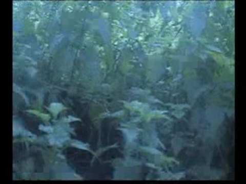 Bande annonce bonheur sanglant