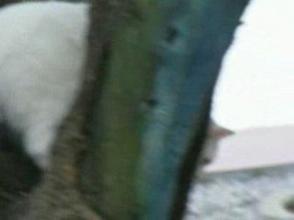 BLANQUITA