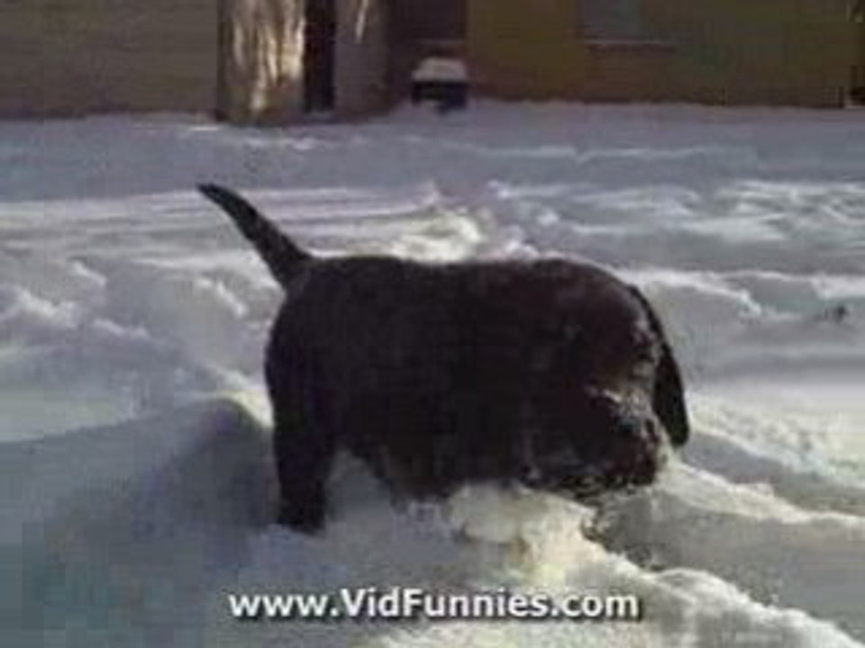 Cute Puppy Running in Snow!