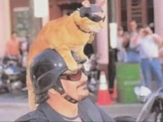 Discover How to Live with Passion and Build True Friendships 🐾