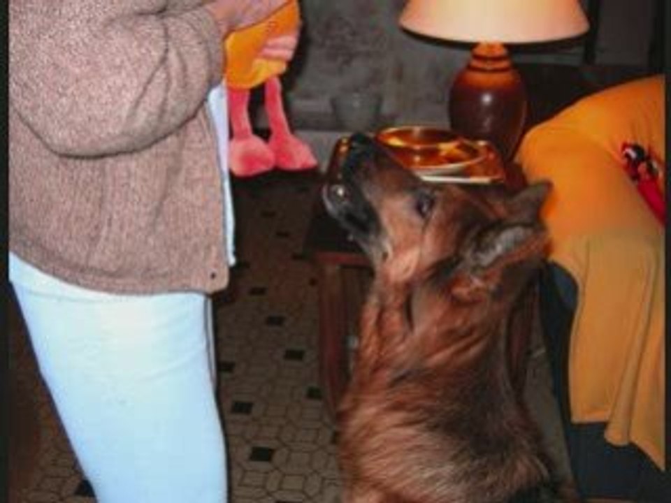 Saga, Vanille et compagnie... Noël!