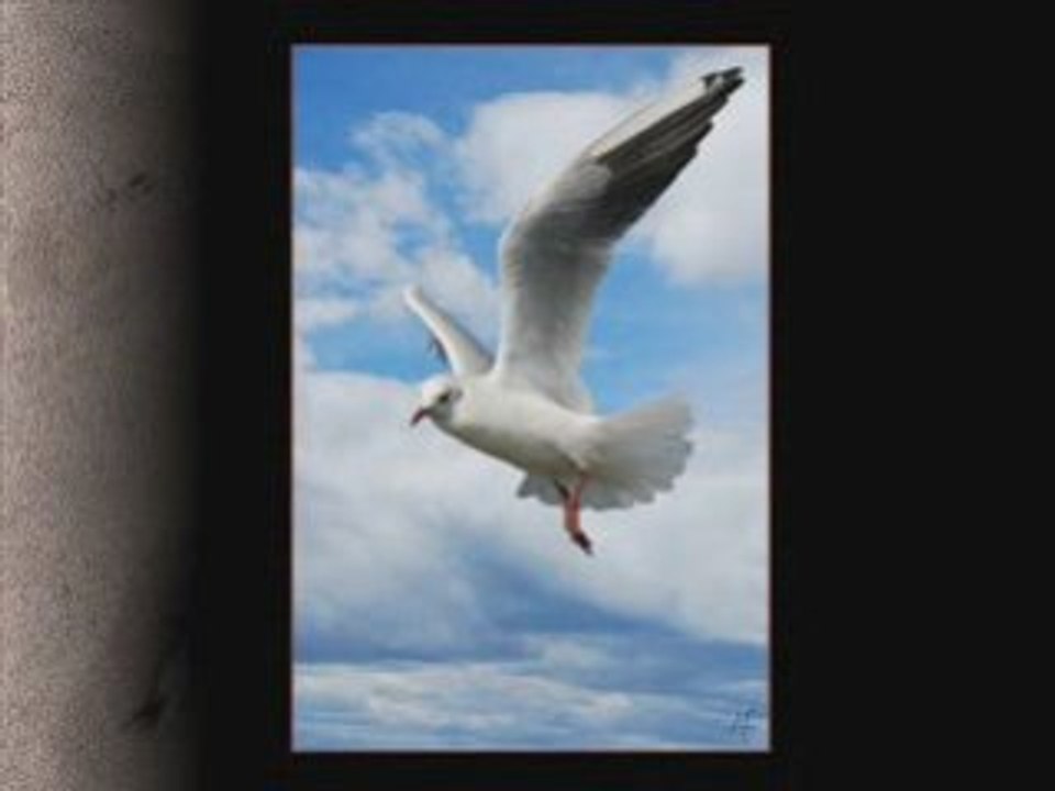 "Albatrosul ucis"-Tudor Gheorghe