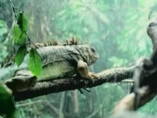 la vie privée des animaux (5/6) tome 1