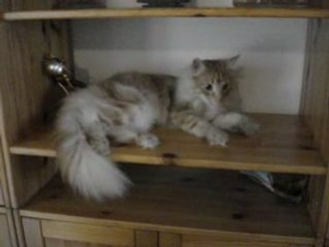 Cosminou et les étagères.