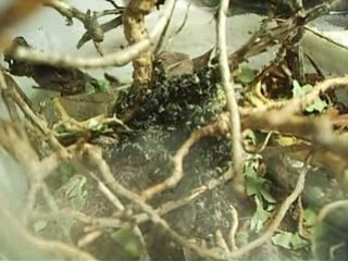 FOURMIS POLYRHACHIS DIVES