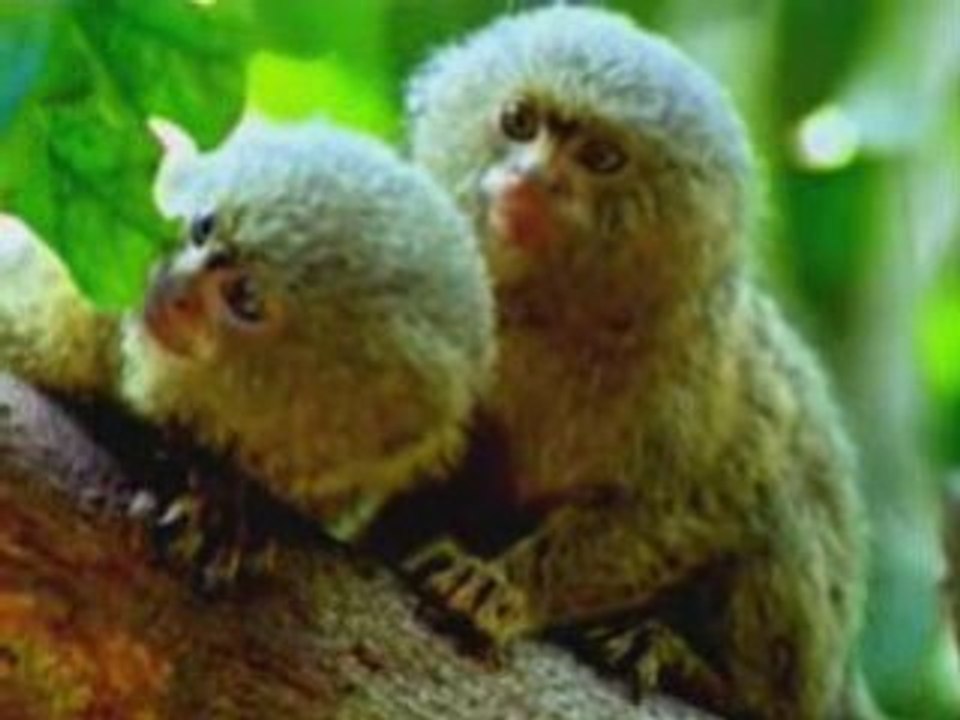 la vie privée des   animaux