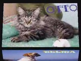 Peludos en el arcoiris