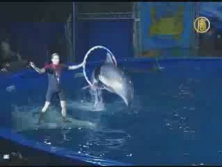 Шоу дельфинов и китов открылось в Киеве