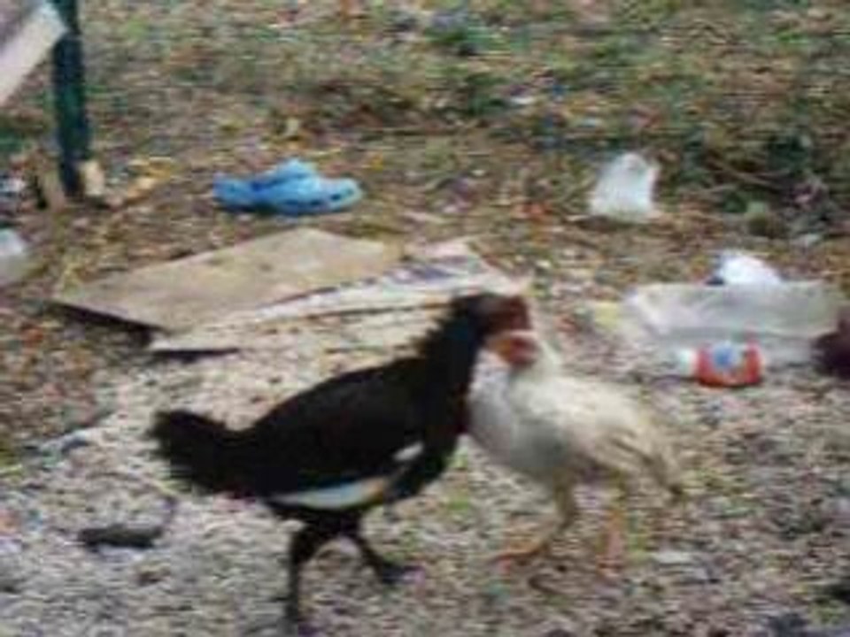 bagarre de poussin
