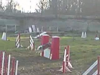 arteis agility entrainement 26.12.08