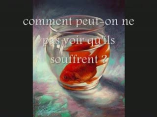 Le bocal, terrible destin du poisson rouge