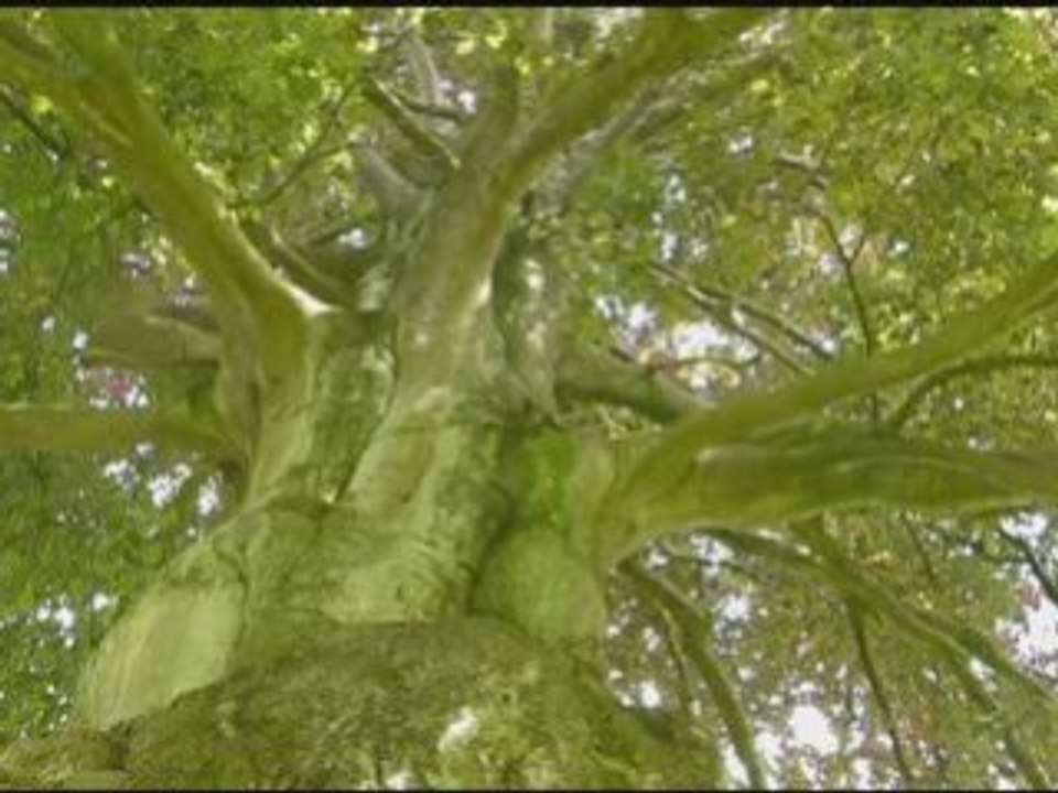 Arbre mon ami - Rino Noviello