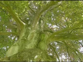 Arbre mon ami - Rino Noviello