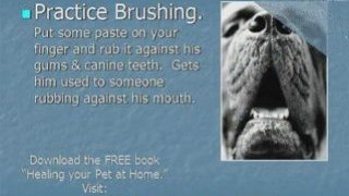 Vet Fees - Save by Brushing your Dog's Teeth