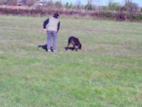 Mk's Clash berger hollandais