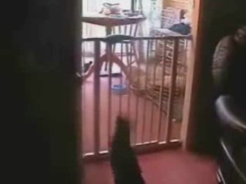 Une gamelle de chat trop dröle :D