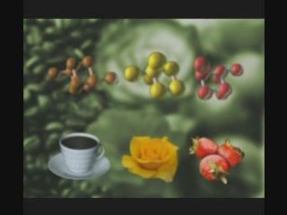 Miracles of the Brain Smell,Taste  2/6 www.hyahya.org