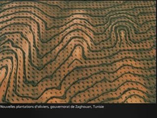 Quelques plantes vues du ciel