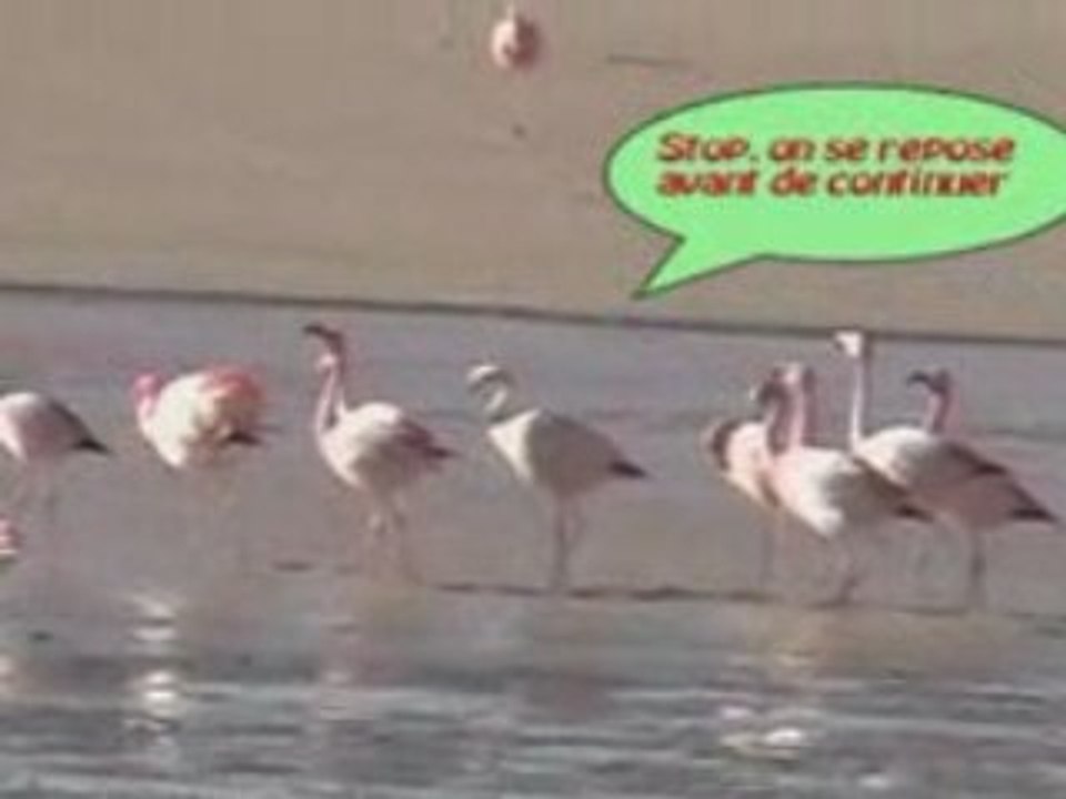 Parade de flamants