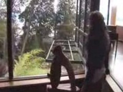 STEADY FLYCAM BASSON III