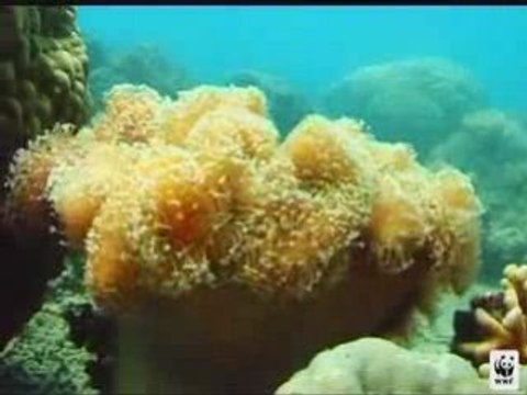 Lagon de Nouvelle Caledonie patrimoine mondial de l'unesco