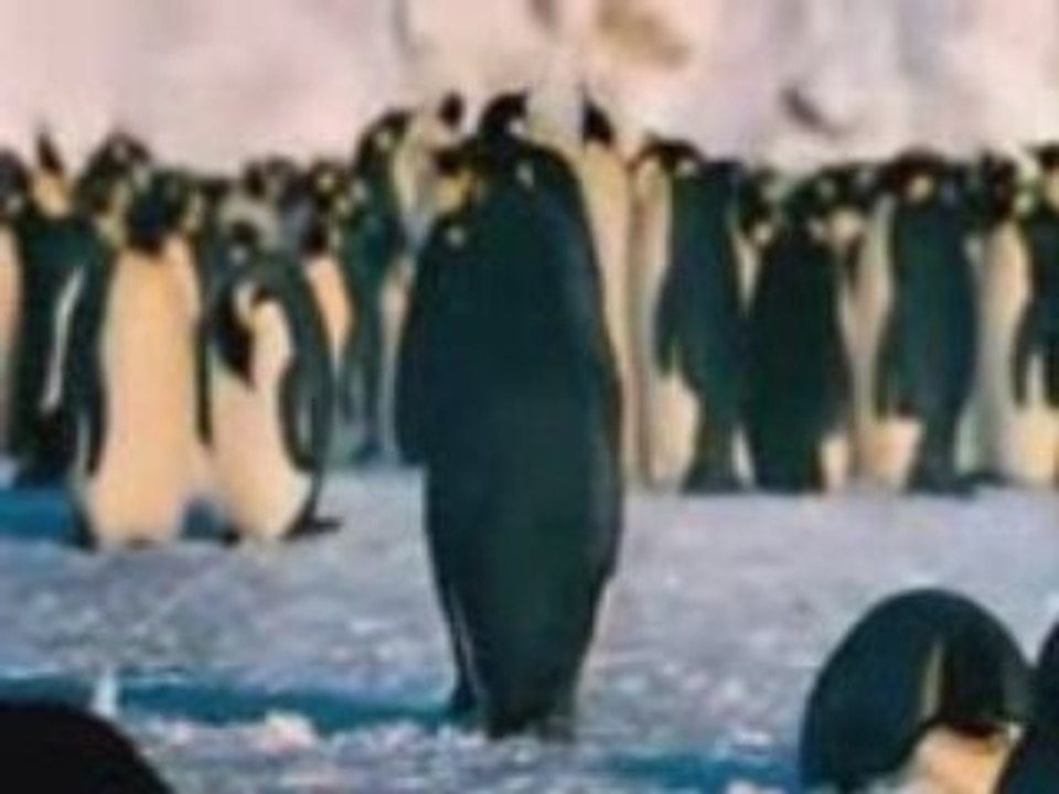 Penguin Party