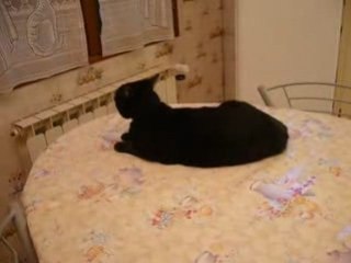 Catshouse,25 décembre 2008 029