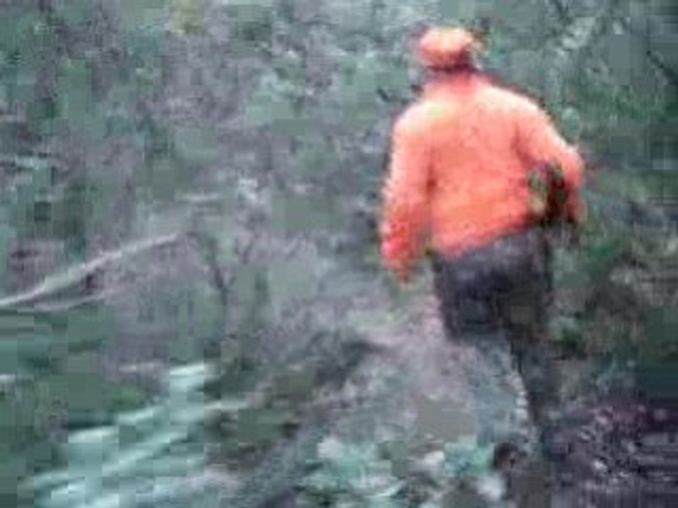 Lirac petits chiens courants suisses sanglier