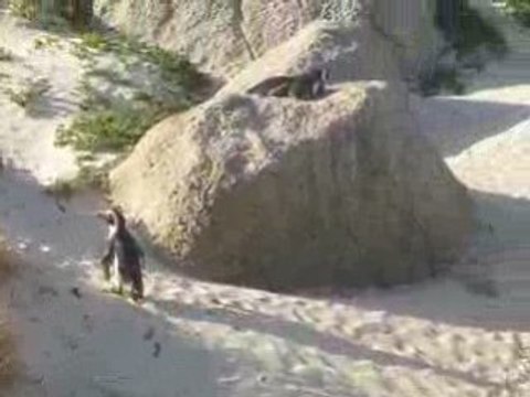 JL Romero: Noël avec les ...pingouins (2)