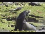 The Galapagos Islands - Video Tour Part 8