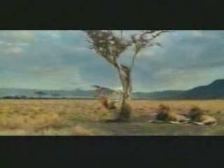 une antilope un peu blonde