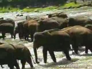 sri lanka -elephant orphanage in Pinnawala