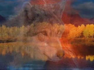 Одинокая Волчица