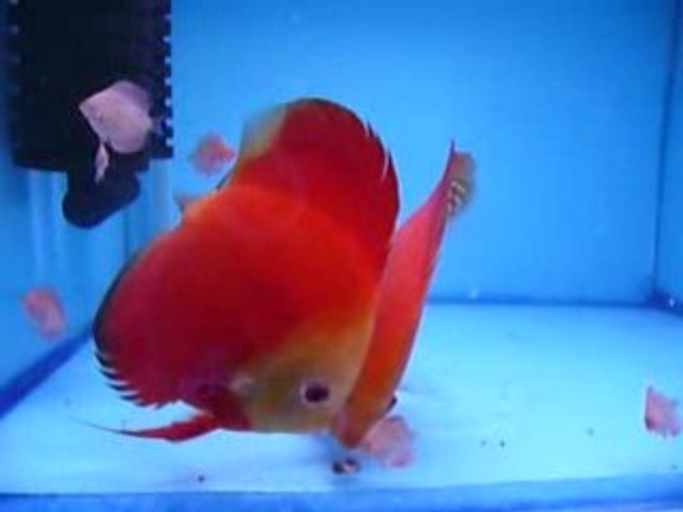 WF melon& red melon eş