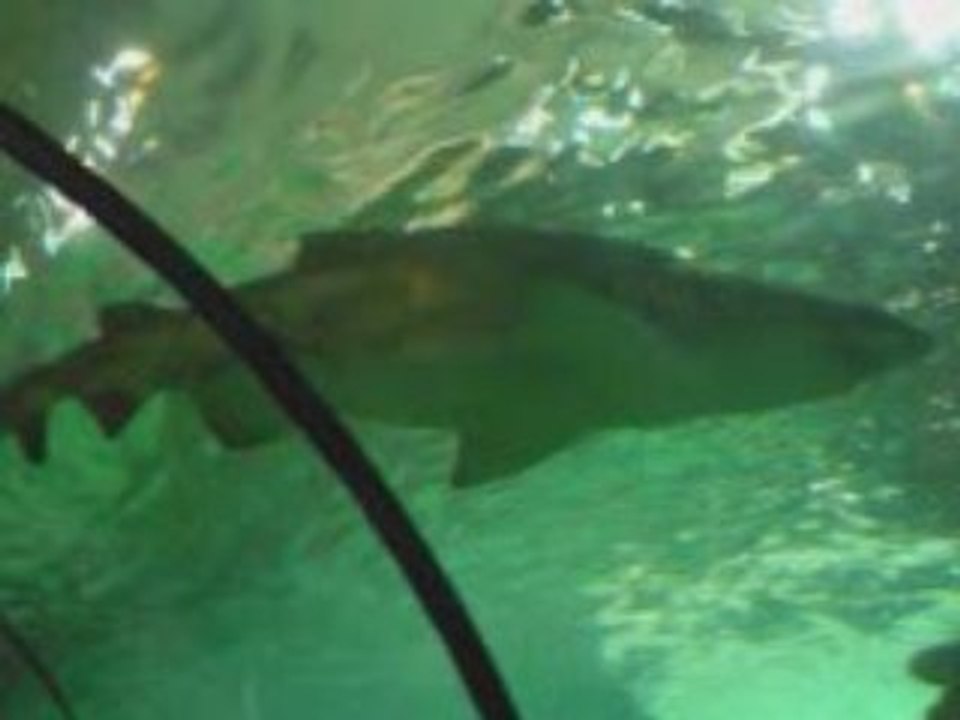 MarineLand