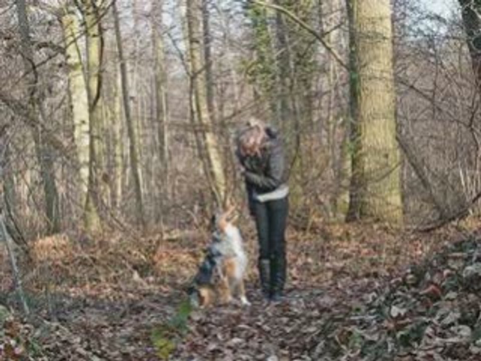 Cowboy , Entrainement d'obéissance.