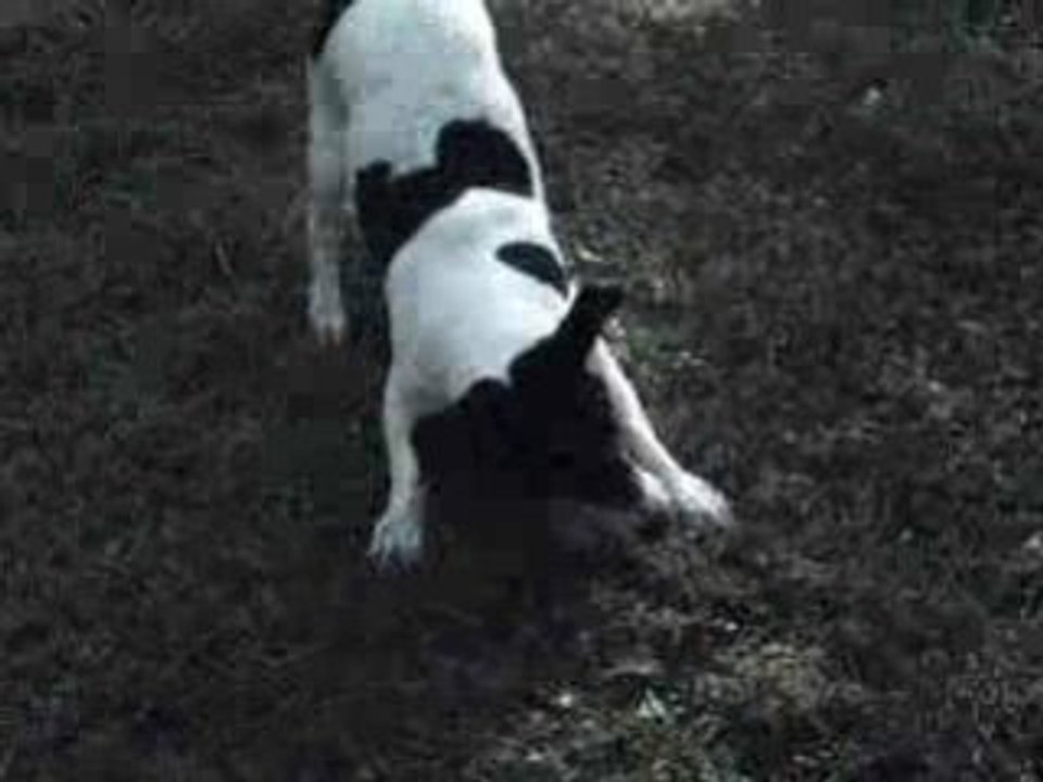 Gringo joue a la balle