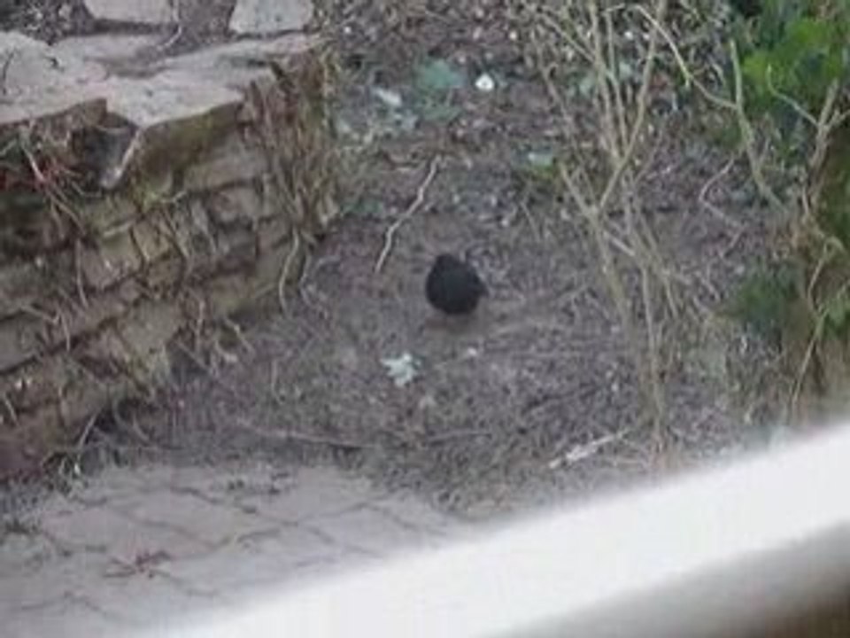 Vidéo sissou et le merle