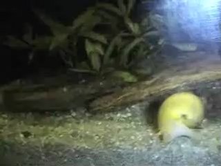 450l "amazonien" sous la lune