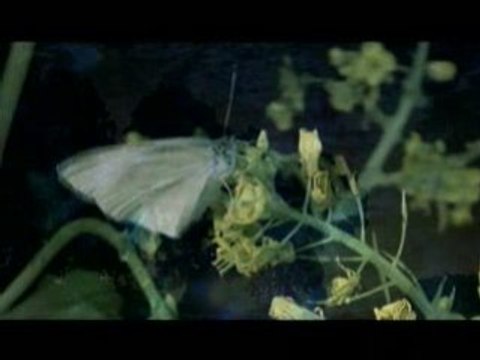 Kagrra, Sarasouju no komori uta PV