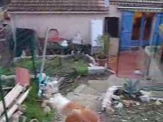 course poursuite entre une chèvre et un saint bernard!