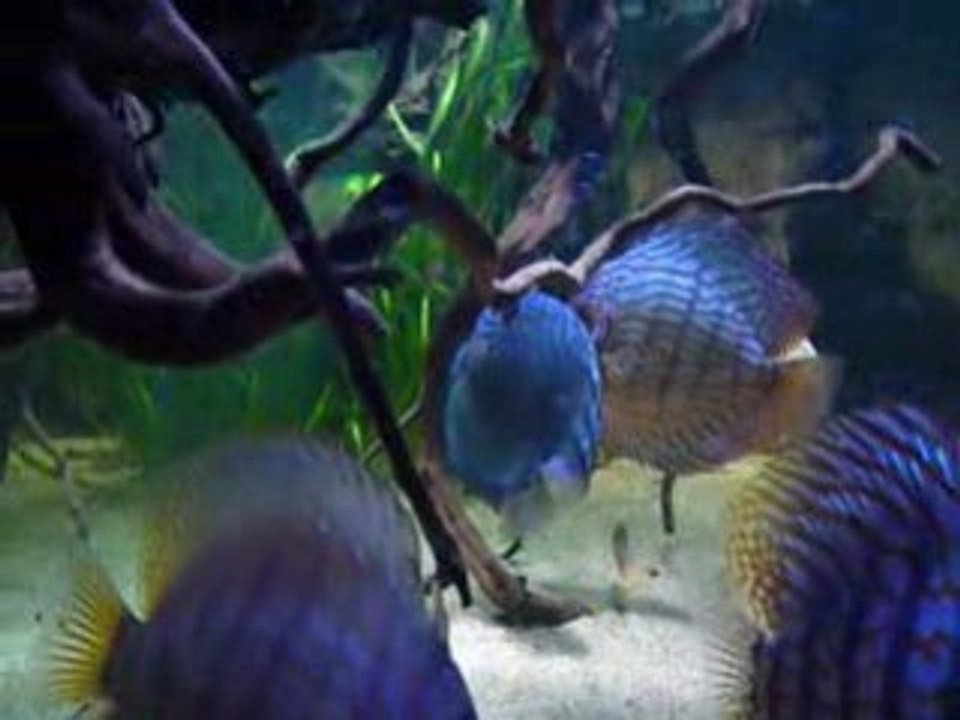 Discus