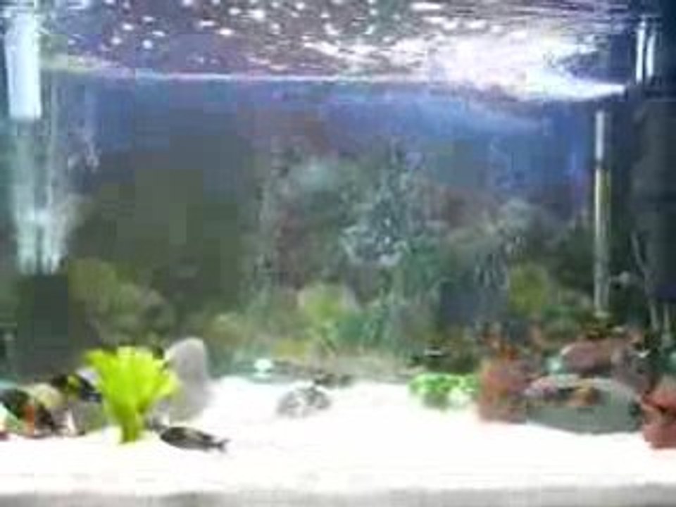 Tropheus bemba sp.black